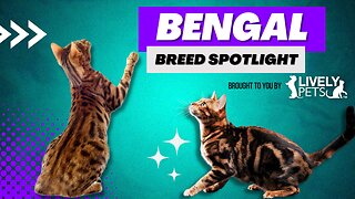 Bengal Breed Spotlight - The Cat that Actually Likes Water