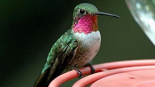 Hummingbirds - A Majestic Sight!