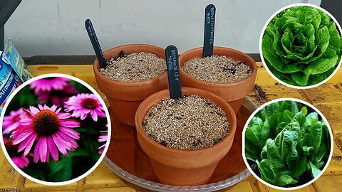 Sowing Seeds for Pricking Out: Purple Coneflower, Buttercrunch, and Romaine Lettuce🌸🥬😋|| DMA