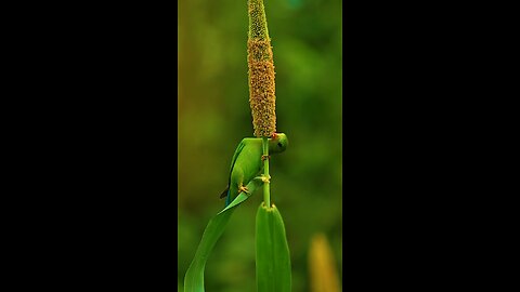 🦜 parrot photography