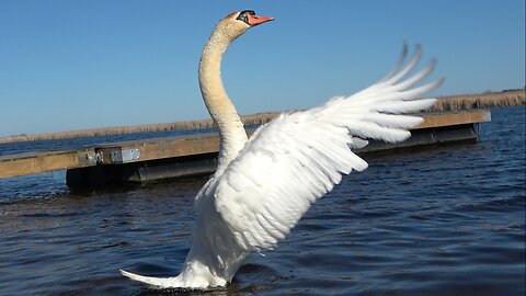 Majestic swan shows off his gorgeous plumage