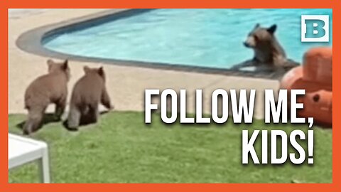 Paw-Tay! Mama Bear Teaches Cubs to Swim in California Pool