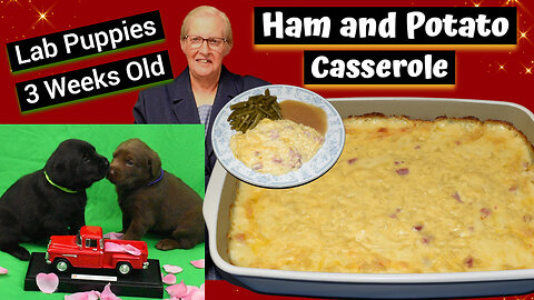 Delicious Homemade Ham & Potato Casserole - No Canned Soups! Labrador Puppies, Inspirational Thought