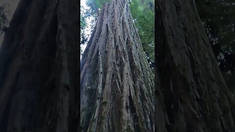 GIANT COASTAL REDWOOD TREE - Drone Shot