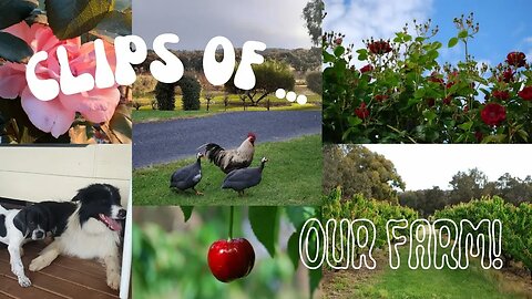 WELCOME To Our FARM 🐶🍒🐝 | #3smellykids #farmlife #bordercollie #kids #englishpointer #fruitfarm