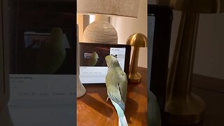 Indian ring neck parrot navigating YouTube 🙂 l #shorts l #parrot l @BikisAviary