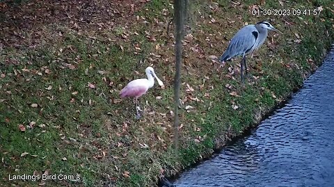 Roseate Spoonbill and Great Blue Heron 🦩 01/30/23 09:41