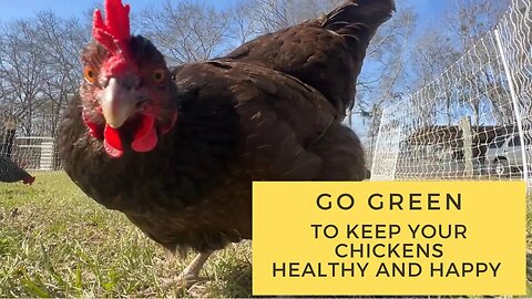 Going Green Is The Key to Keeping Your Chickens Healthy and Happy!