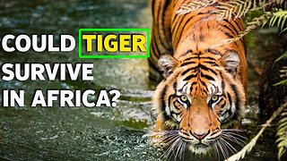 COULD TIGERS COEXISTS WITH LIONS & HYENAS IN AFRICA? -HD