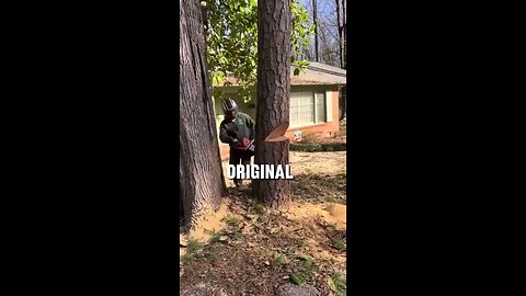 How To Perfectly Cut Down A Tree