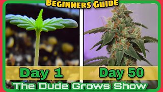 Clone Tips to Increase Cannabis Yields - The Dude Grows Show 1,446