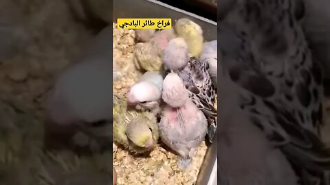 فراخ طائر البادجي هوكو كيوت روعة