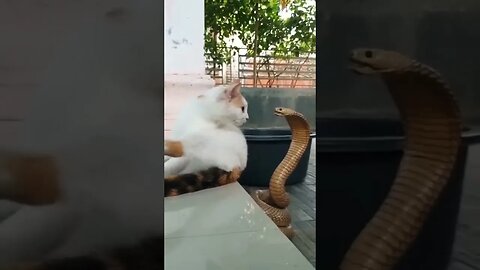 CAT and Snakes