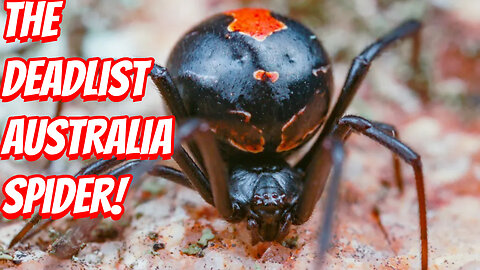How Deadly Is The Redback Spider!