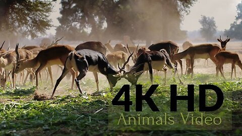 New 2021 Animals Documentary Videos - 4K HD Video