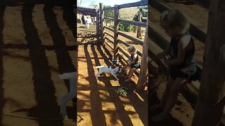 FOFURA EM AÇÃO MENINA DE 3 ANOS PEGA CABRITO COM DETERMINAÇÃO - VÍDEO VIRAL #shorts