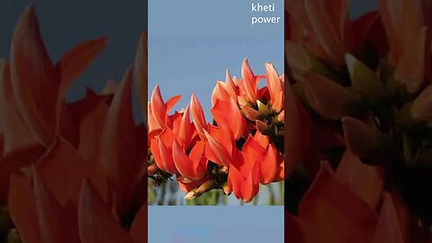 #Palash Tree Flower | पलाश का पेड Kheti Power