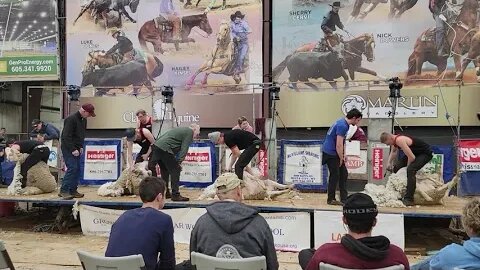 Black Hills Stock Show Rapid City Nationals Sheep Shearing Competitions 2023 Beginners