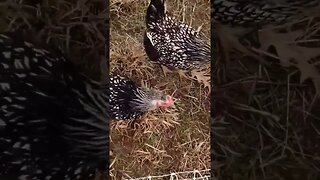 Homesteading with CHICKENS and Sheep! #chickens #sheep #shorts