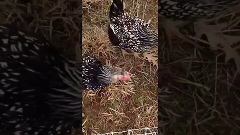 Homesteading with CHICKENS and Sheep! #chickens #sheep #shorts