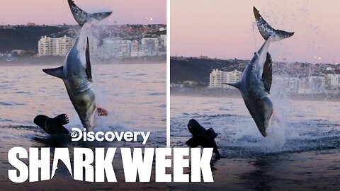 A Rare DOUBLE BREACH! Shark Week