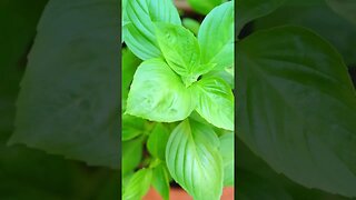 Sweet Basil