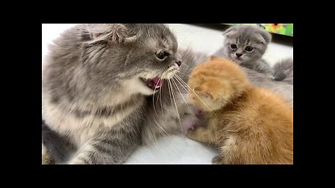Ginger kitten's first meeting with the cat 🐈 Will she feed him or not?
