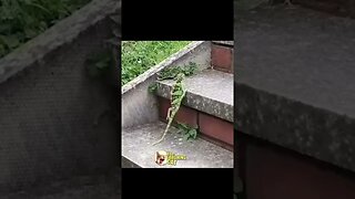 LOL Funny Animals | Funny Fails | Animal Fails | Crazy Animals #shorts #funny #funnyvideo