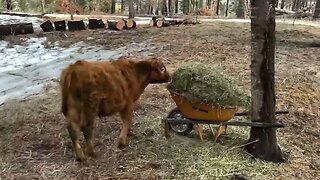 Expanding the area for the cows and some fun with animals and the kids