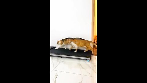 cat running in redmill fun videos