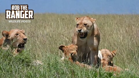 Lion Mega-Pride Relaxing | Maasai Mara Safari | Zebra Plains