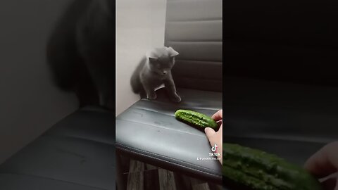 Cat vs cucumber 😹