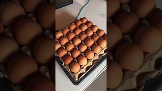 Chicken eggs - Venezuela Now - Feb 10th, 2023