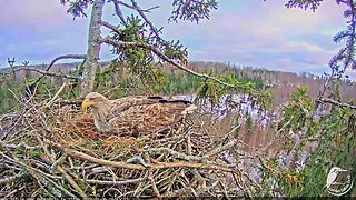 Male Golden Eagle Gliding Into the Nest 🦅 02/06/23 16:43