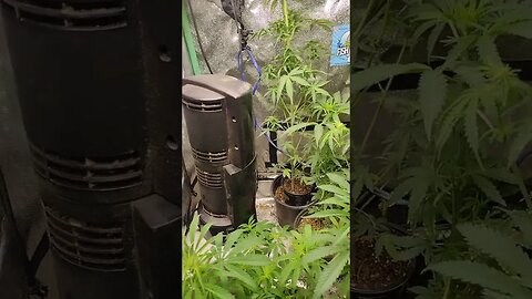 auto breeding project update