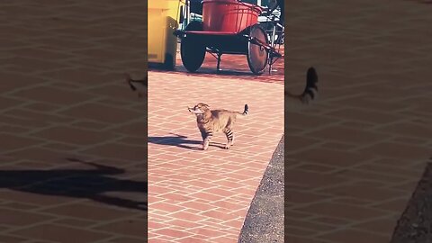 Funny cat / Весёлый добытчик #Nashvi #cat #funny #funnycat #short