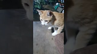 cat sing a song