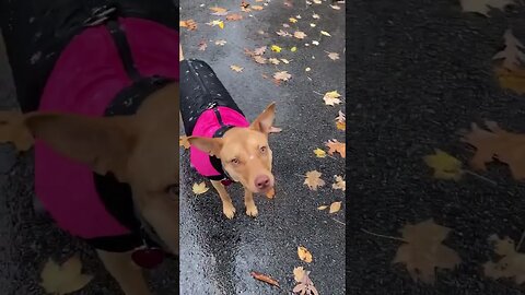 Excited and confused puppy sees snow for first time