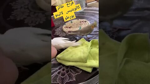 فراخ طائر كالوبتيس لاتينو بورطو روعة