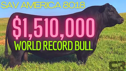 💲💲💲 $1.51 MILLION BULL WORLD RECORD BREAKING BLACK ANGUS SOLD AT AUCTION SCHAFF VALLEY ANGUS