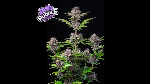 Purple Punch Harvest