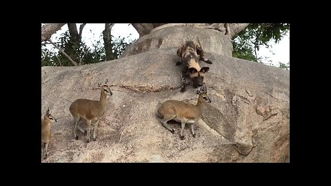 INCREDIBLE! Wild Dogs Hunt Klipspringers