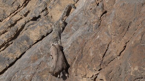 Snow Leopard Mum Hunts Ibex on Sheer Cliff Face | World Wild Web