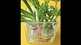 How to re-grow vegetables from kitchen scraps