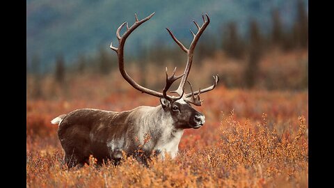 5 Fun Facts About The Caribou