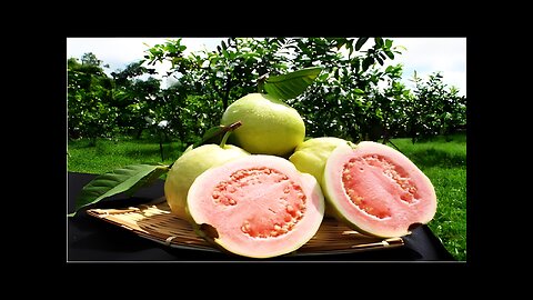 Organic Guava Cultivation Technology - Guava Farming And Harvest