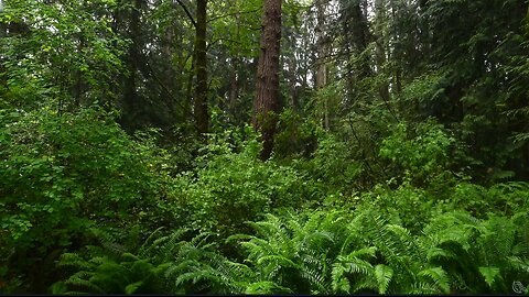 Rain Sounds In Forest : White Noise,Sleep,Studying,Relaxation,Meditation,Rain Sounds