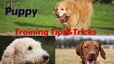 5 Puppy House Training Tips Every Puppy Owner NEEDS To Know
