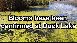 blooms have been confirmed at Duck Lake