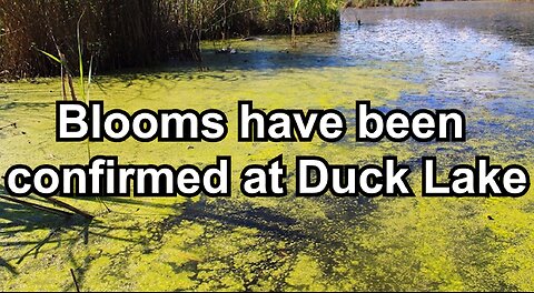 blooms have been confirmed at Duck Lake